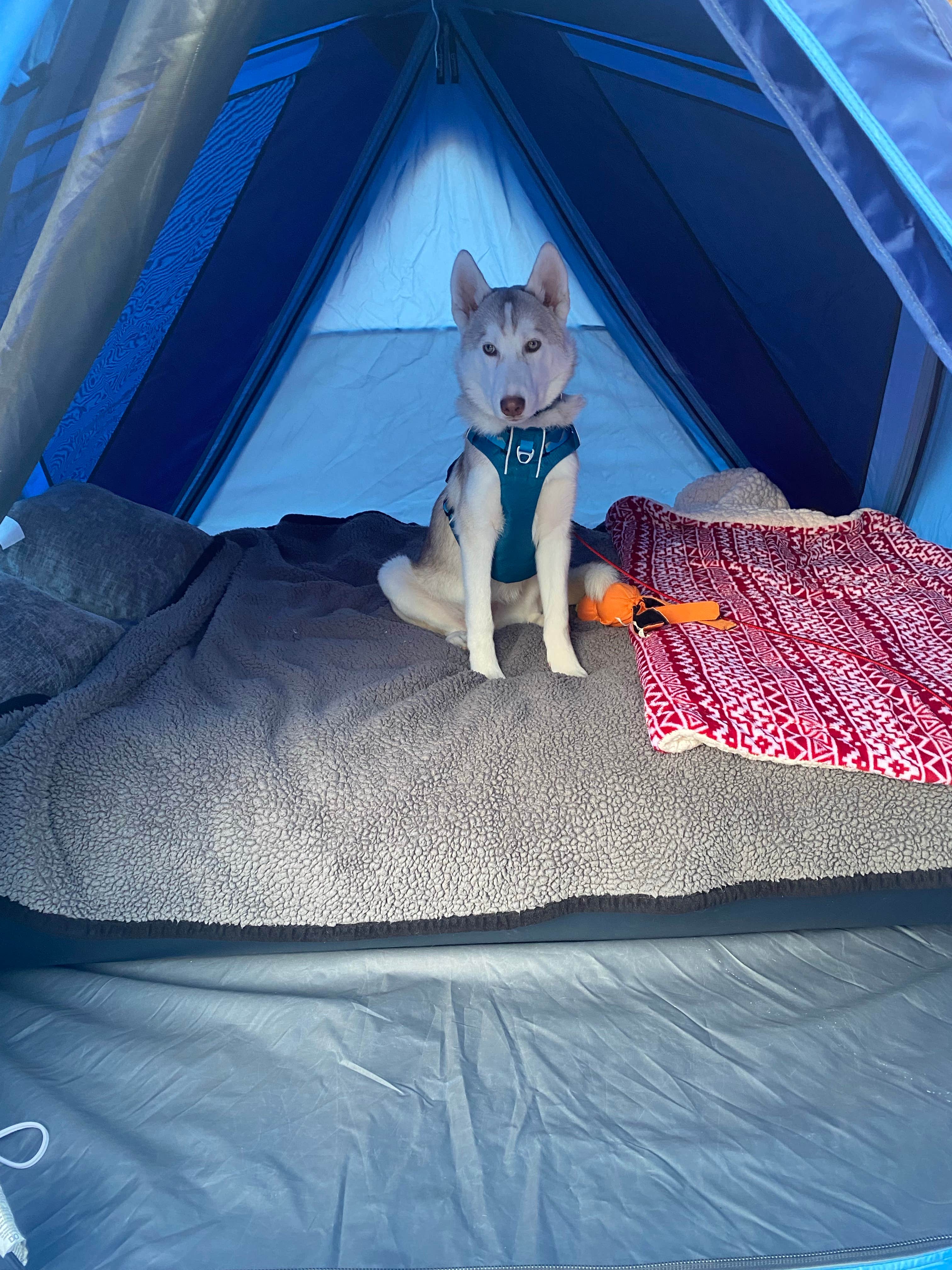 Tia M.'s photo of camping with pets at David Crockett State Park Campground near Rogersville, AL