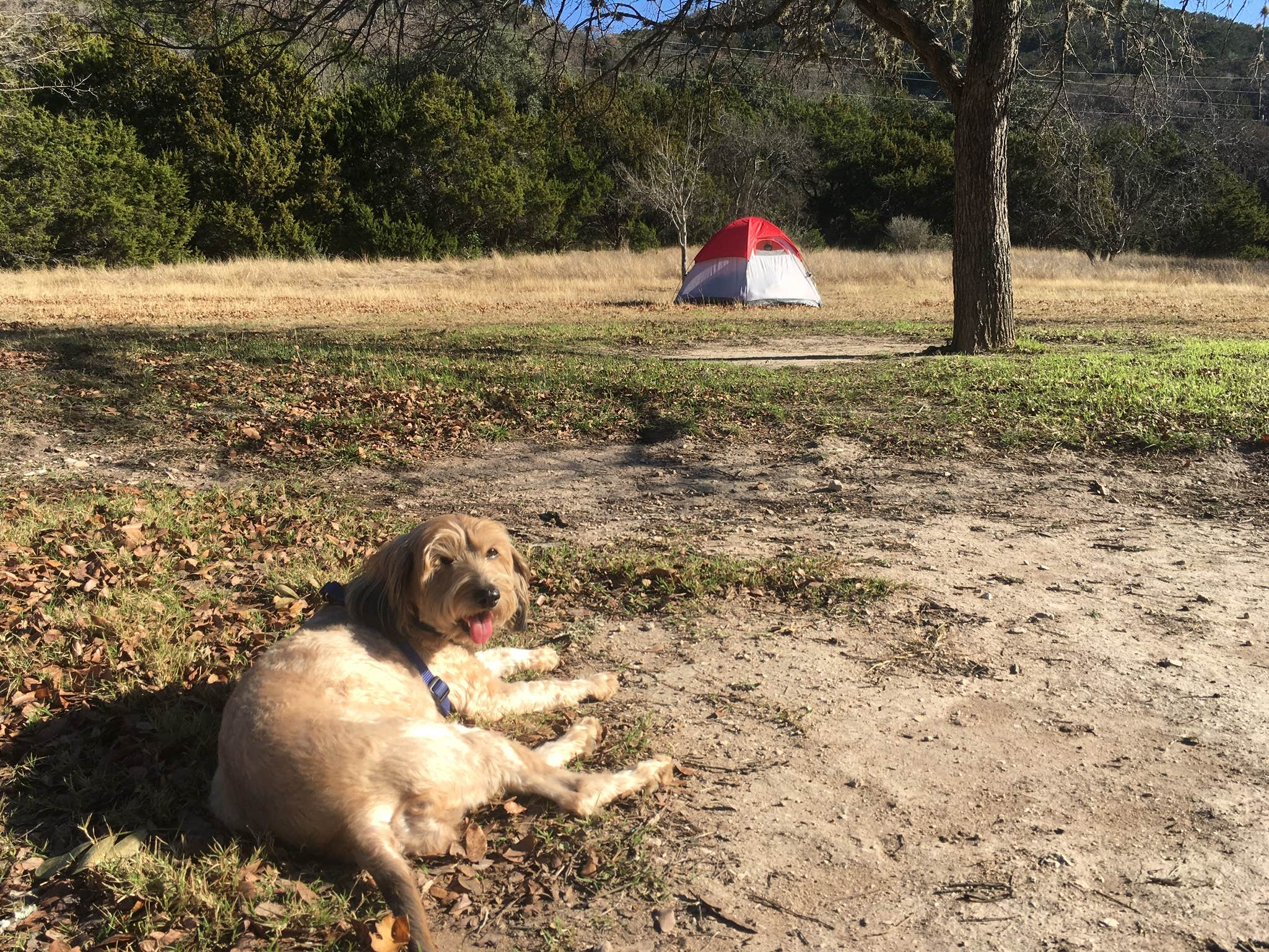 Suzie C.'s photo of camping with pets at Lost Maples State Natural Area Campground near Vanderpool, TX