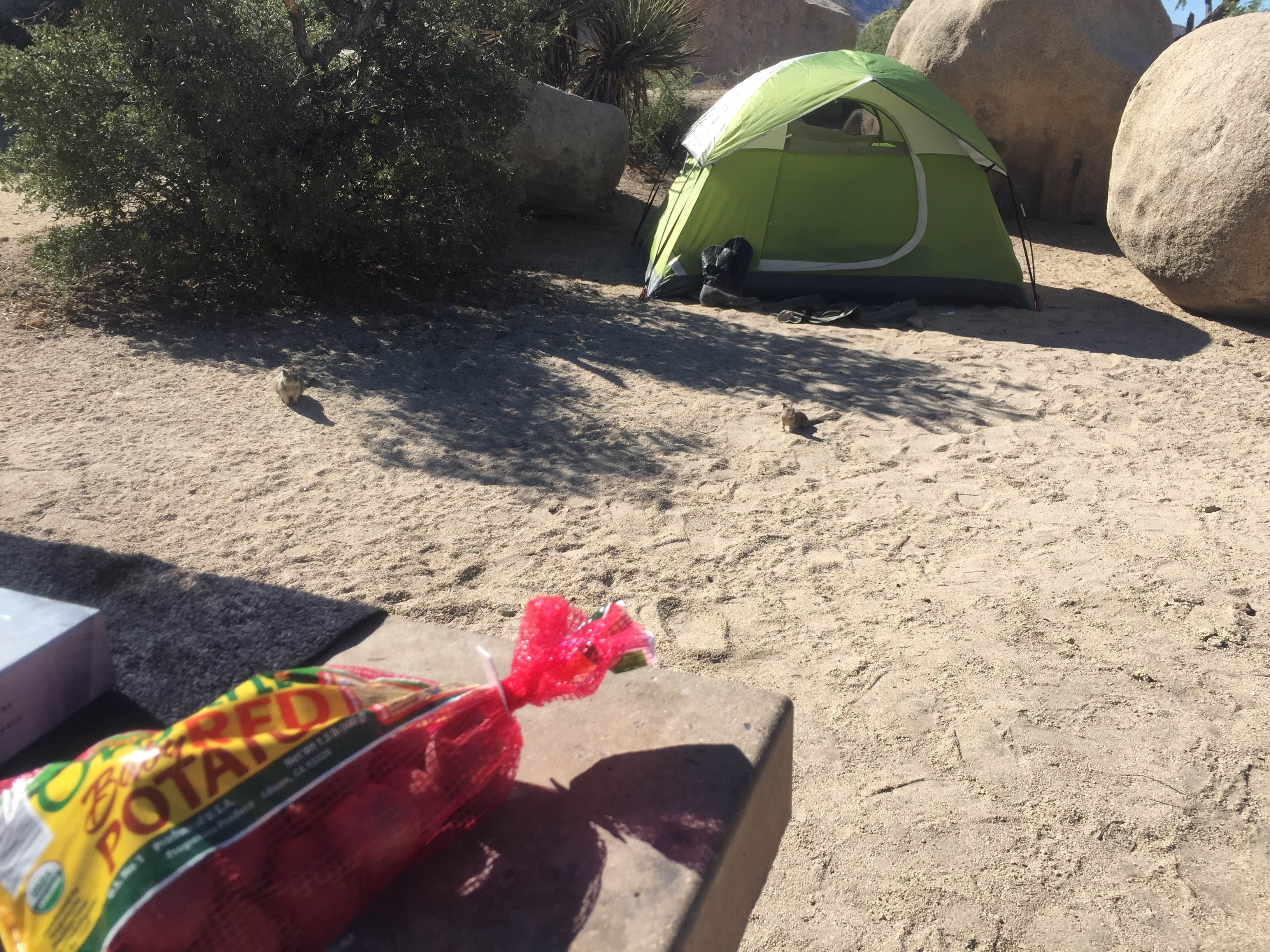 Suzie C.'s photo at Bastrop State Park Campground near Smithville, TX