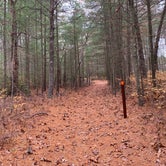 Review photo of Bass River State Forest by Elke P., November 22, 2021