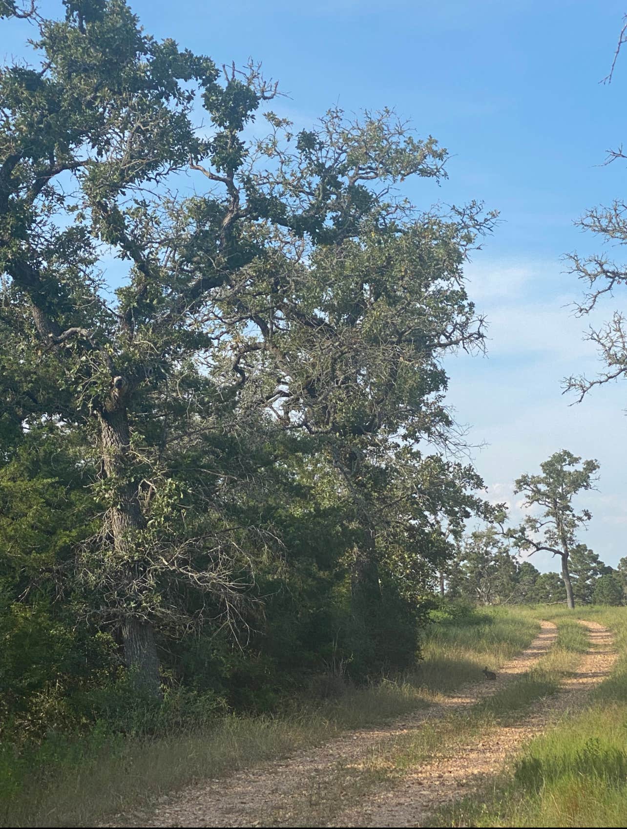Camper-submitted photo at Rocky Hill Ranch near Smithville, TX