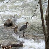 Review photo of Rock Island State Park Campground by Steve V., November 22, 2021