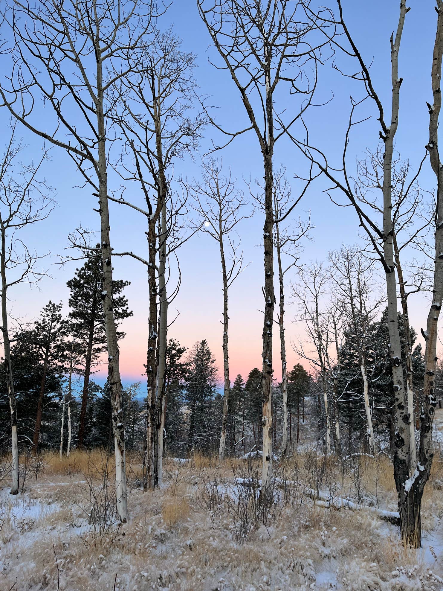 Rampart Range Road Dispersed Camping Camping The Dyrt