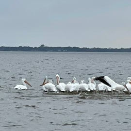 white pelican convention