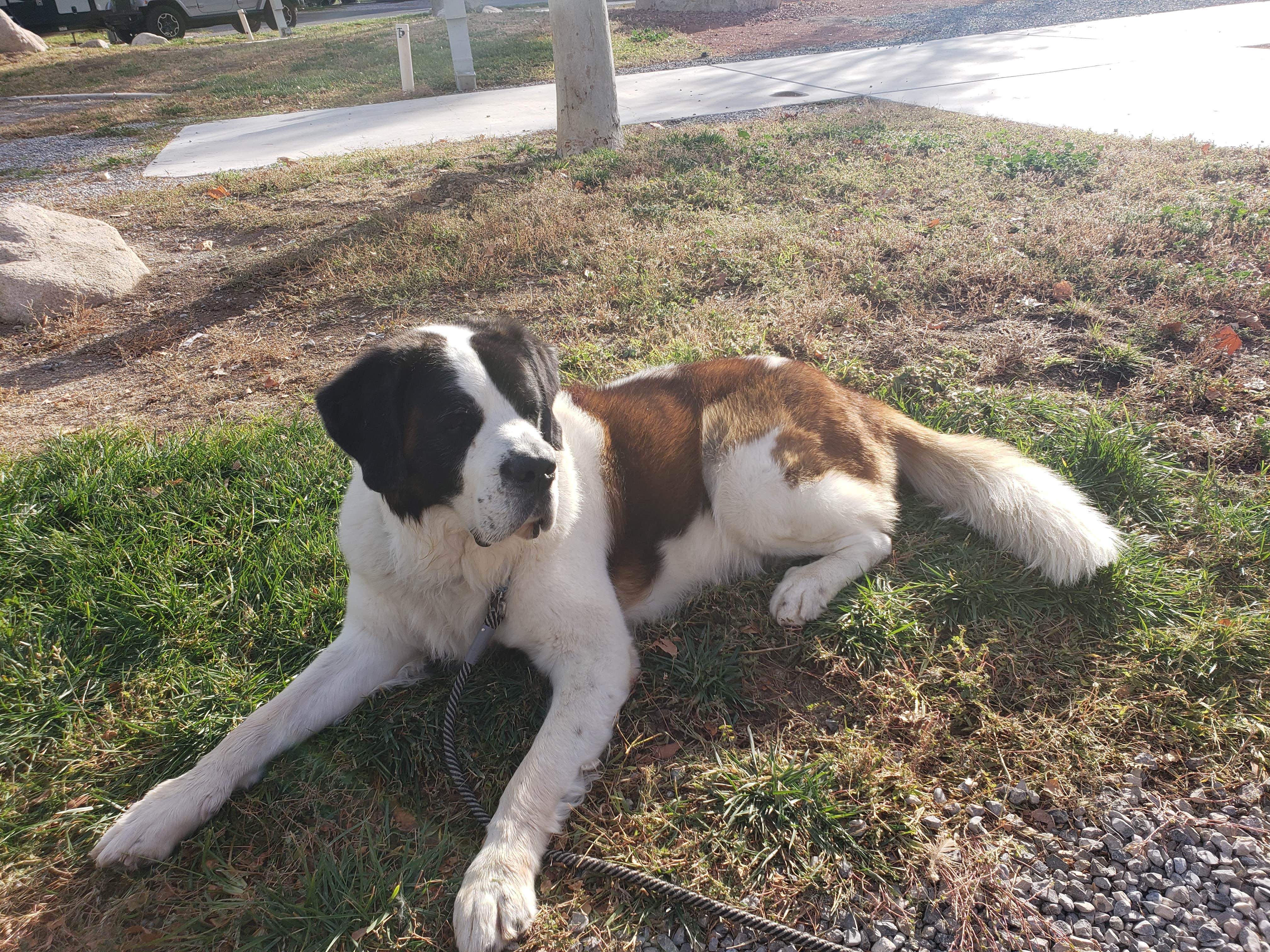Wesley M.'s photo of camping with pets at Lakeside Casino & RV Resort near Indian Springs, NV