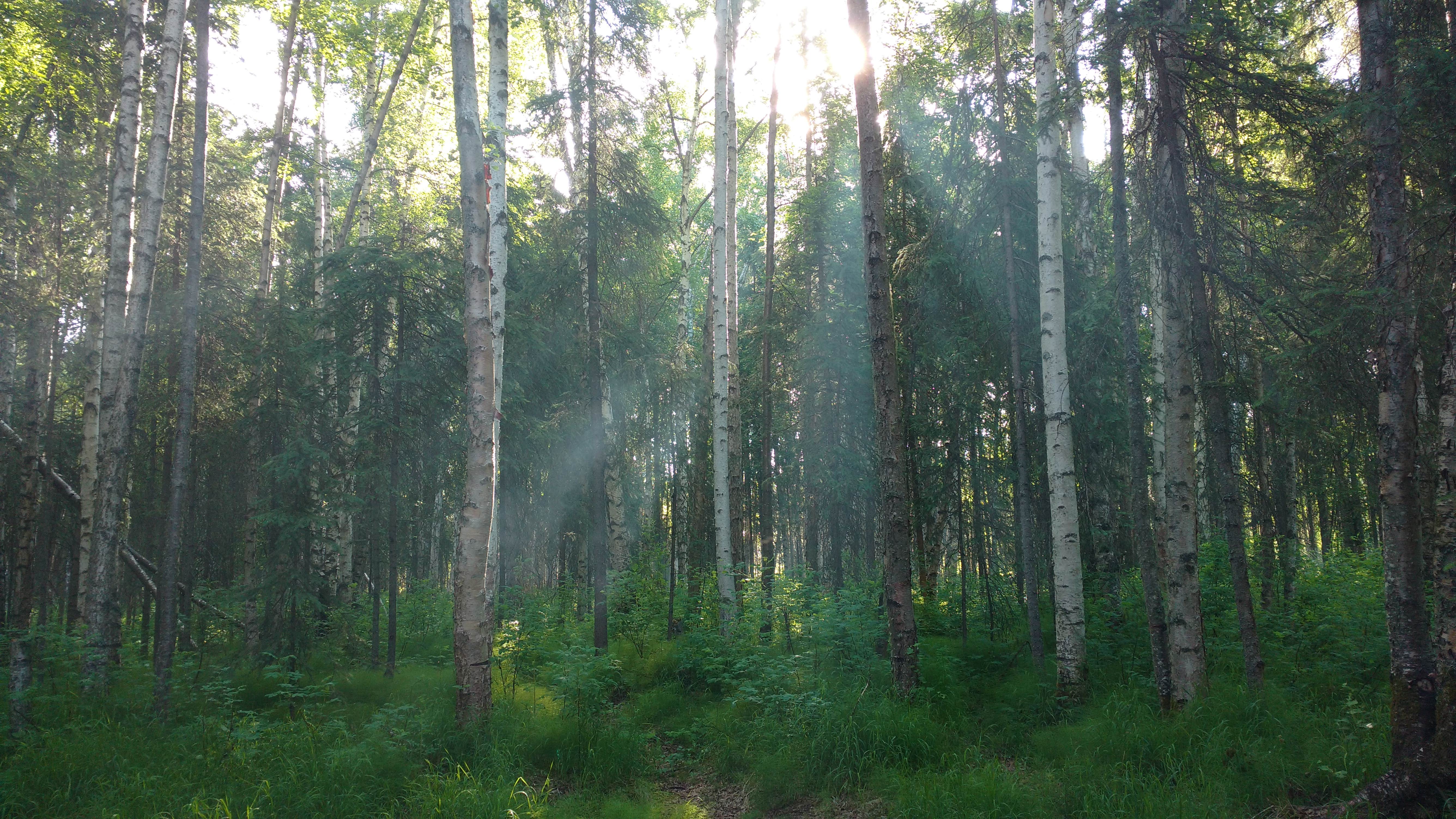 Camper-submitted photo at River Park Campground near Eielson AFB, AK