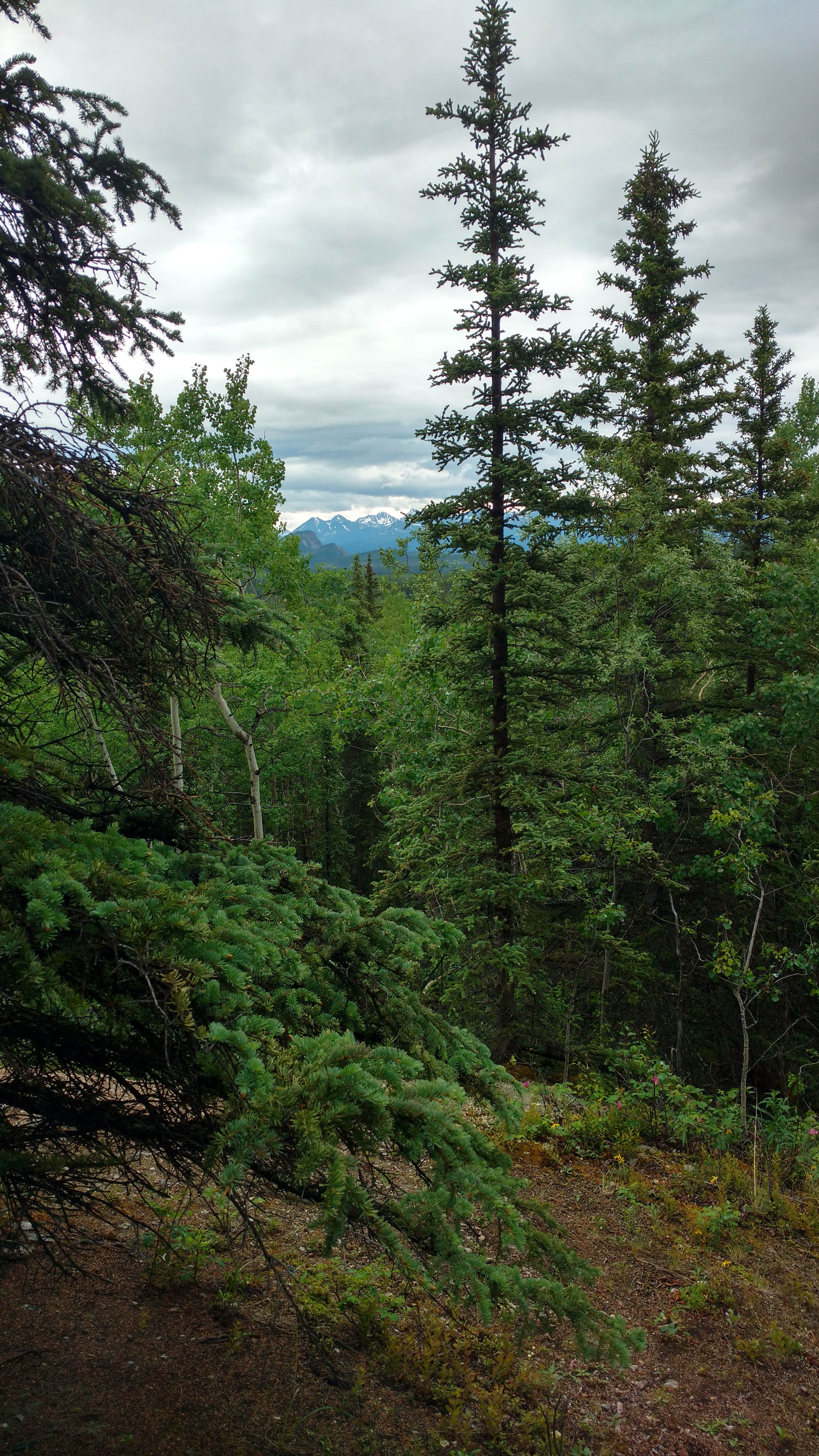 Camper-submitted photo at Savage River Campground — Denali National Park near Denali National Park and Preserve