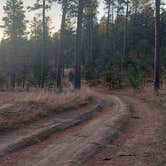 Review photo of RD 356 Dispersed Site Black Hills National Forest by vicki , November 22, 2021