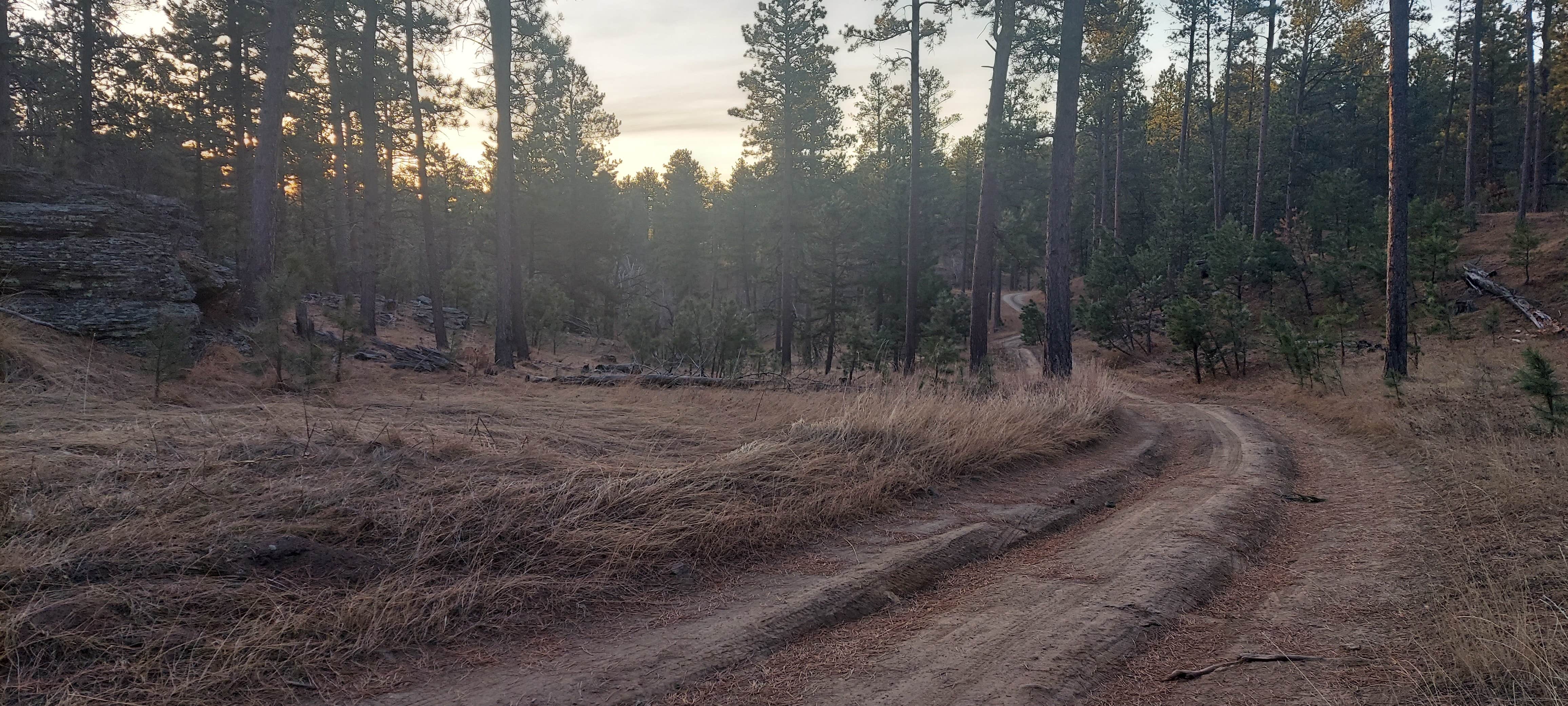 Camper submitted image from RD 356 Dispersed Site Black Hills National Forest - 3