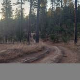 Review photo of RD 356 Dispersed Site Black Hills National Forest by vicki , November 22, 2021