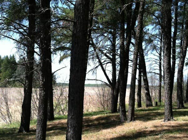 Camper-submitted photo at Bear Den Landing Canoe Camp near Shevlin, MN