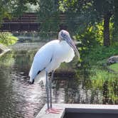Review photo of Disney’s Fort Wilderness Resort & Campground by Neil L., November 24, 2021