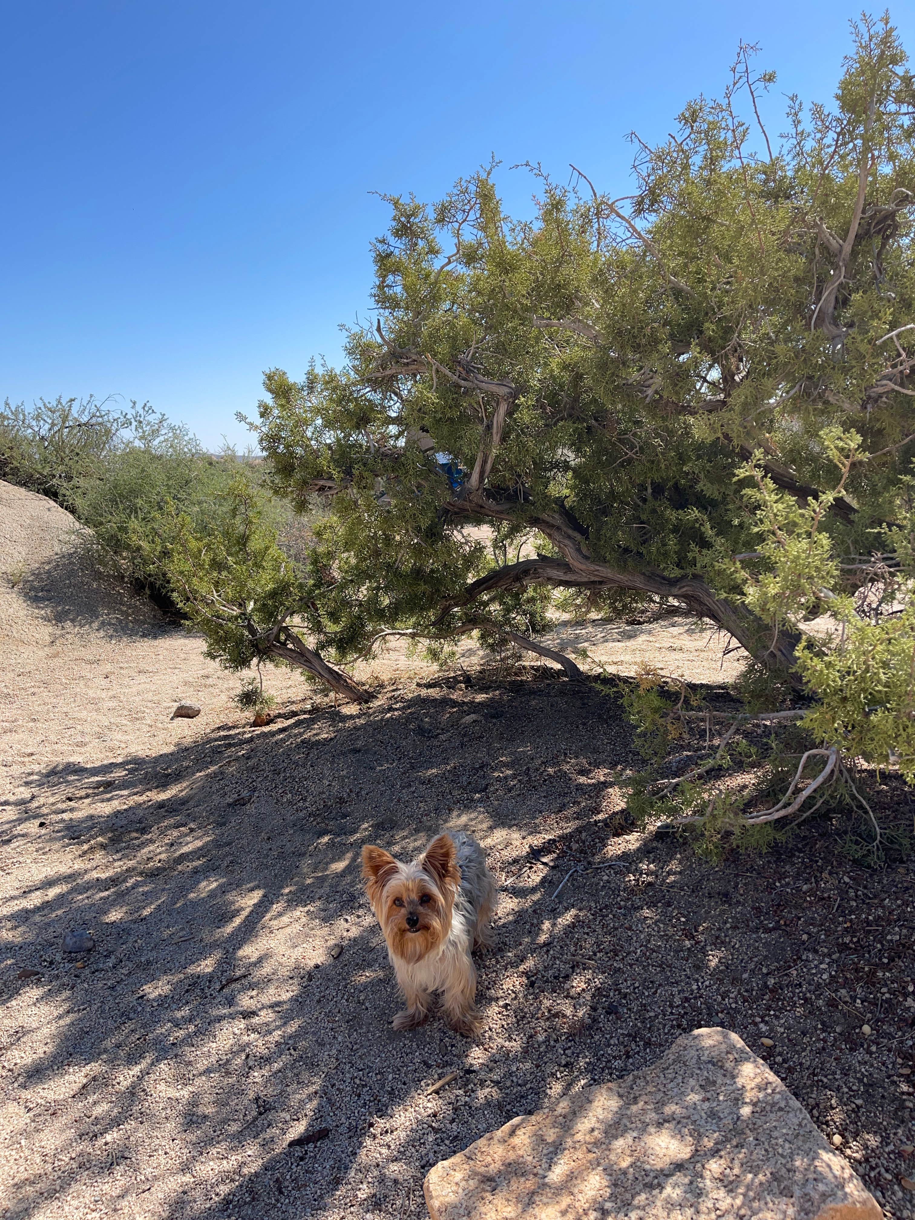 Marissa's photo of camping with pets at Jumbo Rocks Campground — Joshua Tree National Park near Joshua Tree National Park