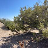 Review photo of Jumbo Rocks Campground — Joshua Tree National Park by Marissa , November 24, 2021