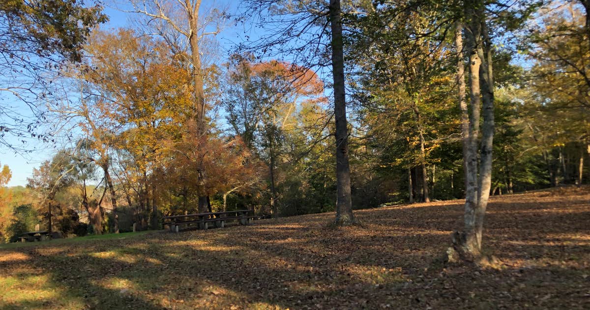 Willow Oak
