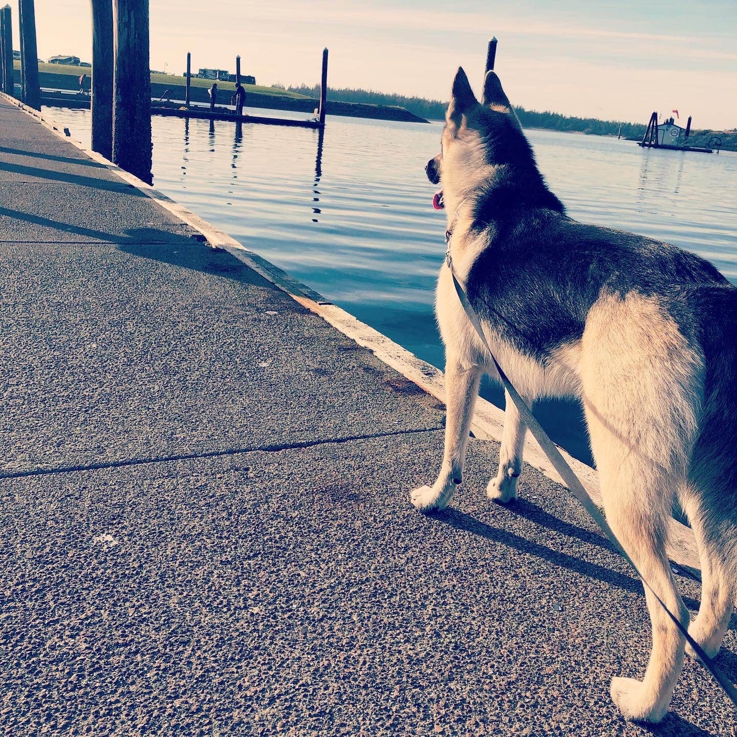 trisha Y.'s photo of camping with pets at Salmon Harbor RV Park near Coos Bay, OR