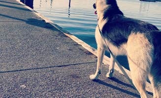 trisha Y.'s photo of camping with pets at Salmon Harbor RV Park near Siuslaw National Forest