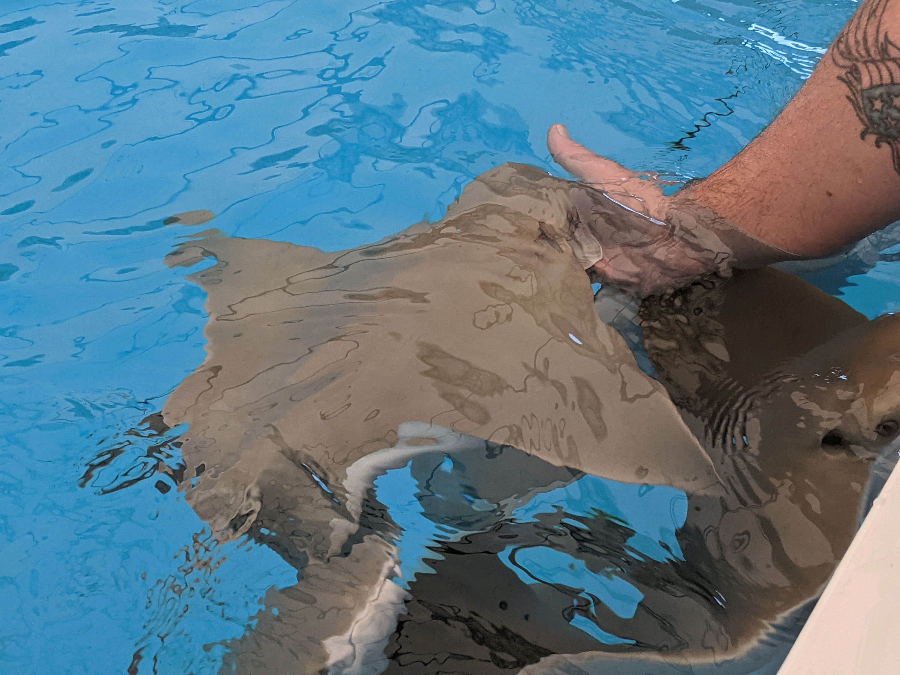 Camper-submitted photo at Picacho-Tucson NW KOA near Marana, AZ