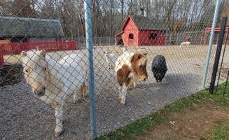 Jim K.'s photo of camping with pets at Buffalo Trace Park near Fairdale, KY
