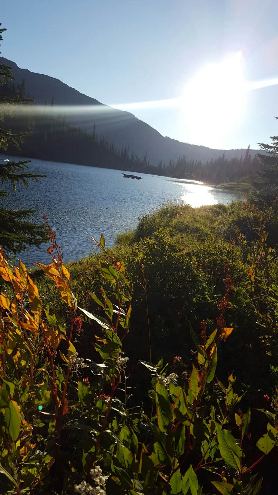Camper submitted image from Trout Creek Campground (Mt) — Lolo National Forest - 5