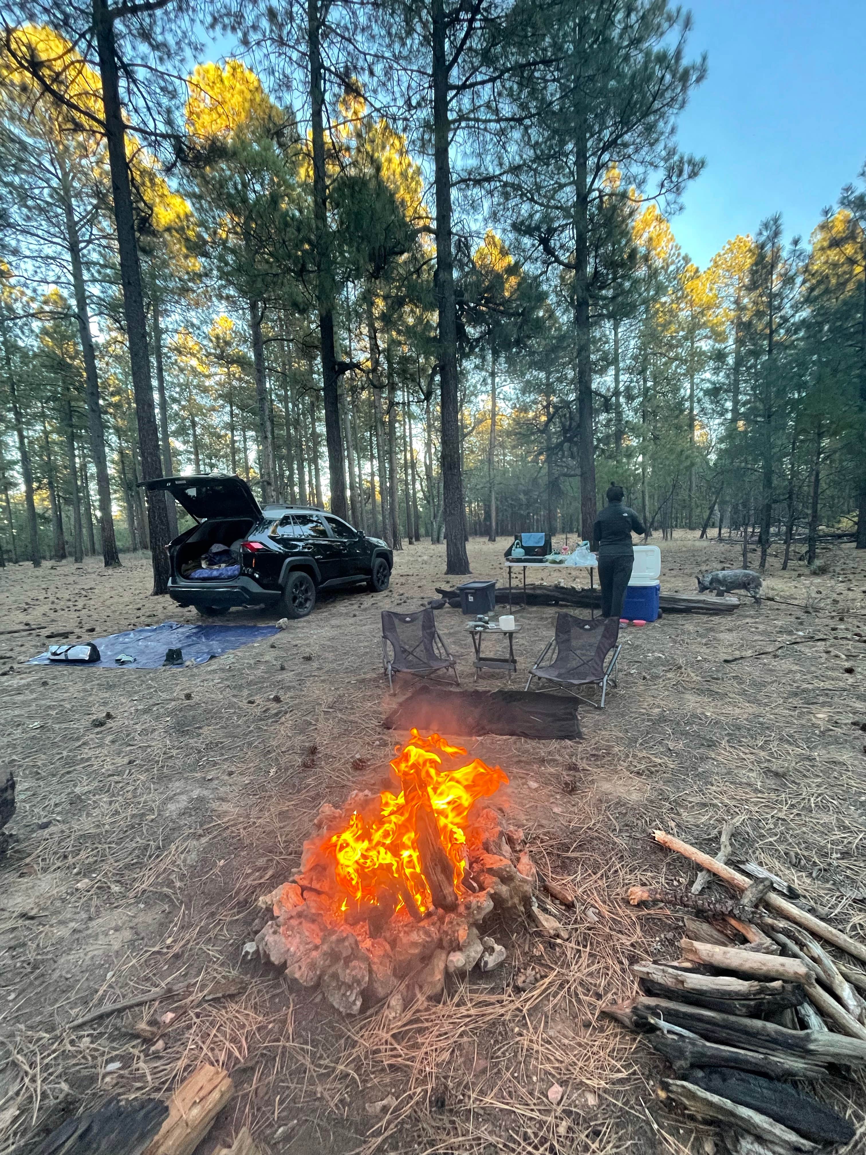 Camper-submitted photo at Pine Dispersed near Strawberry, AZ