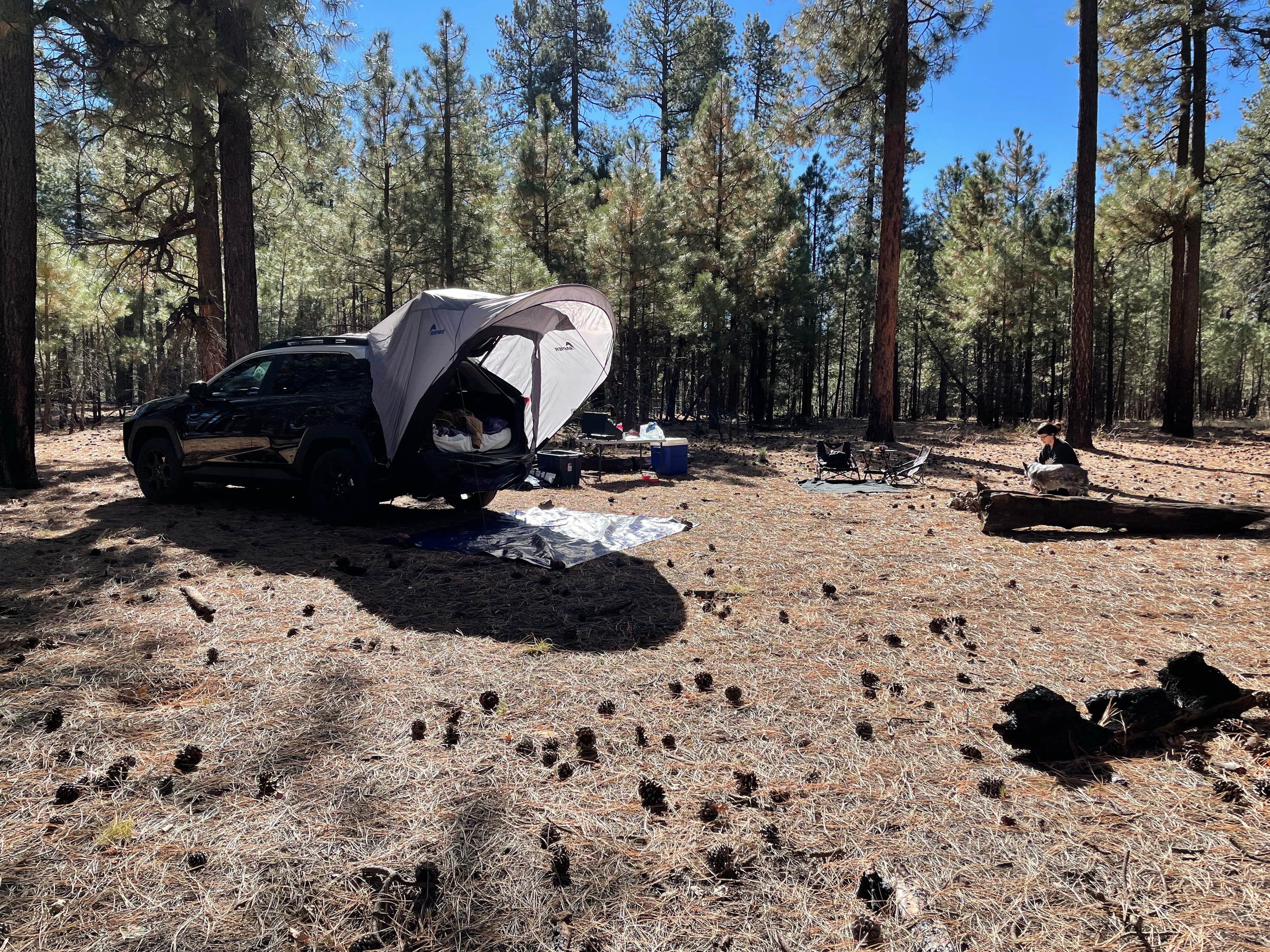 Camper-submitted photo at Pine Dispersed near Strawberry, AZ