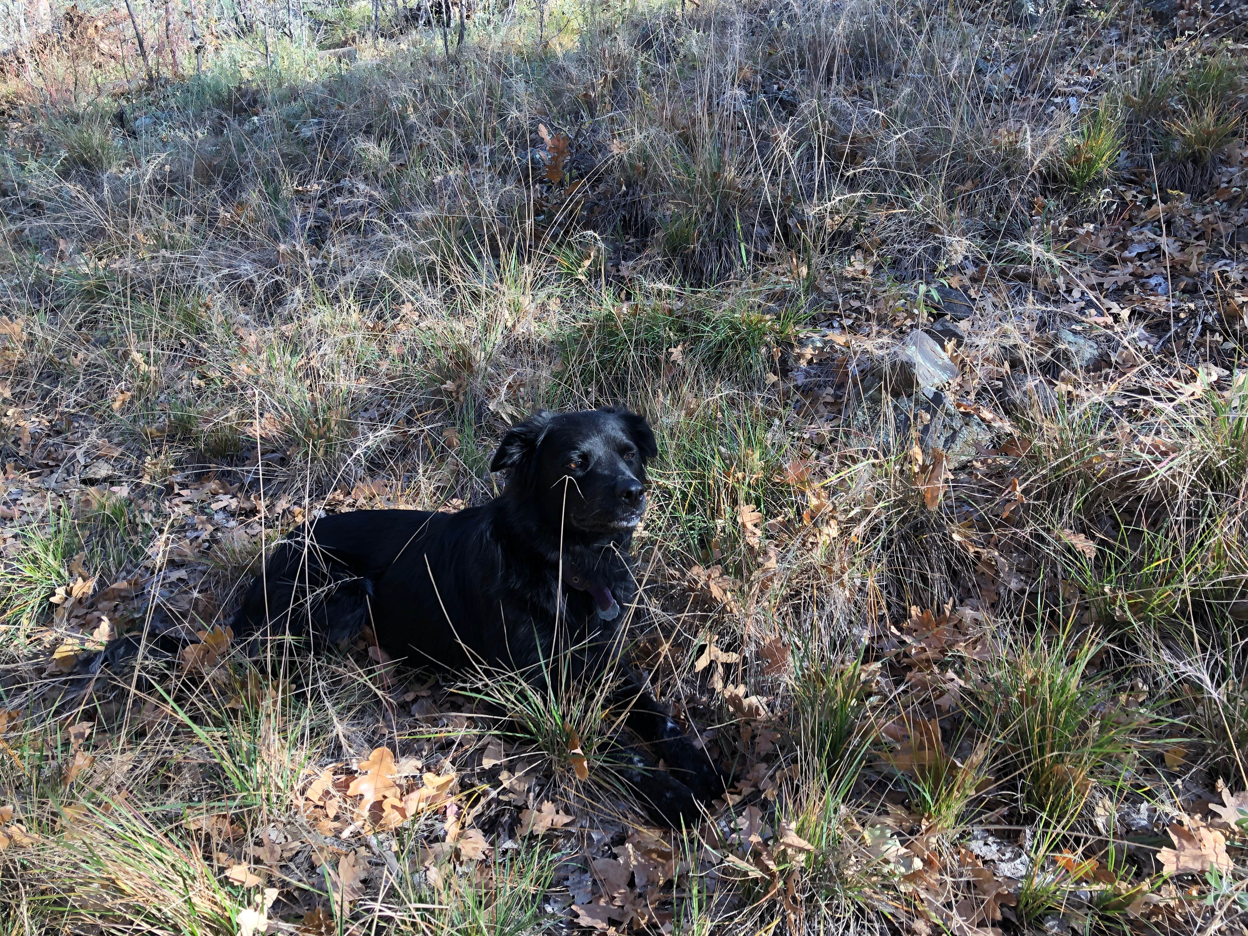Matt L.'s photo of camping with pets at Rio Verde RV Park near Cottonwood, AZ