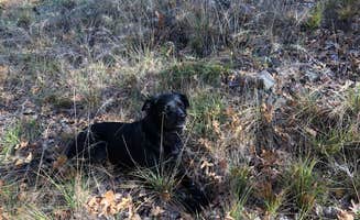 Matt L.'s photo of camping with pets at Rio Verde RV Park near Prescott, AZ