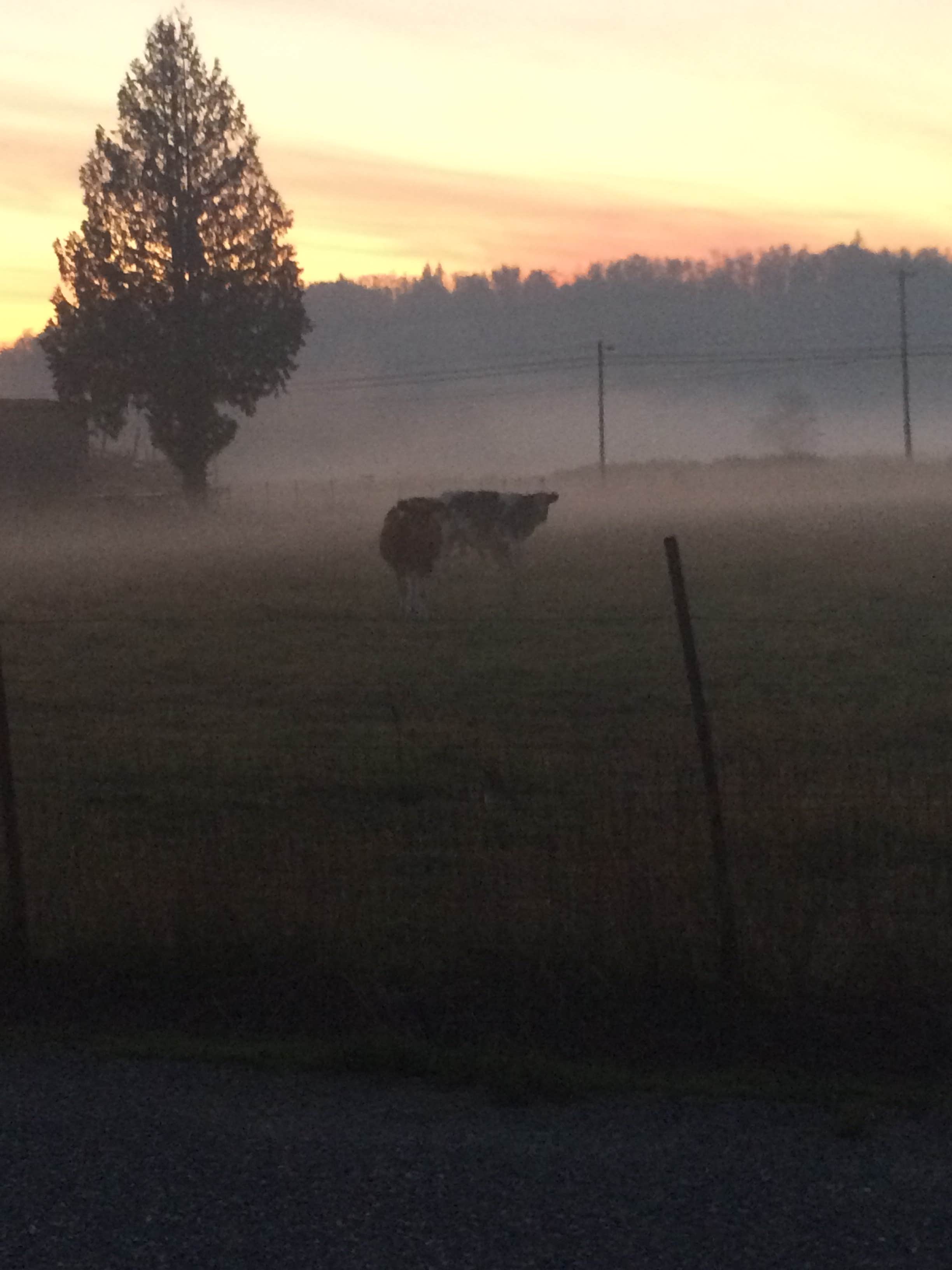 Camper submitted image from Burlington-Anacortes KOA - 4