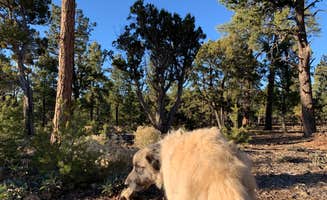 Tara W.'s photo of camping with pets at Grand Canyon Camper Village near Grand Canyon, AZ
