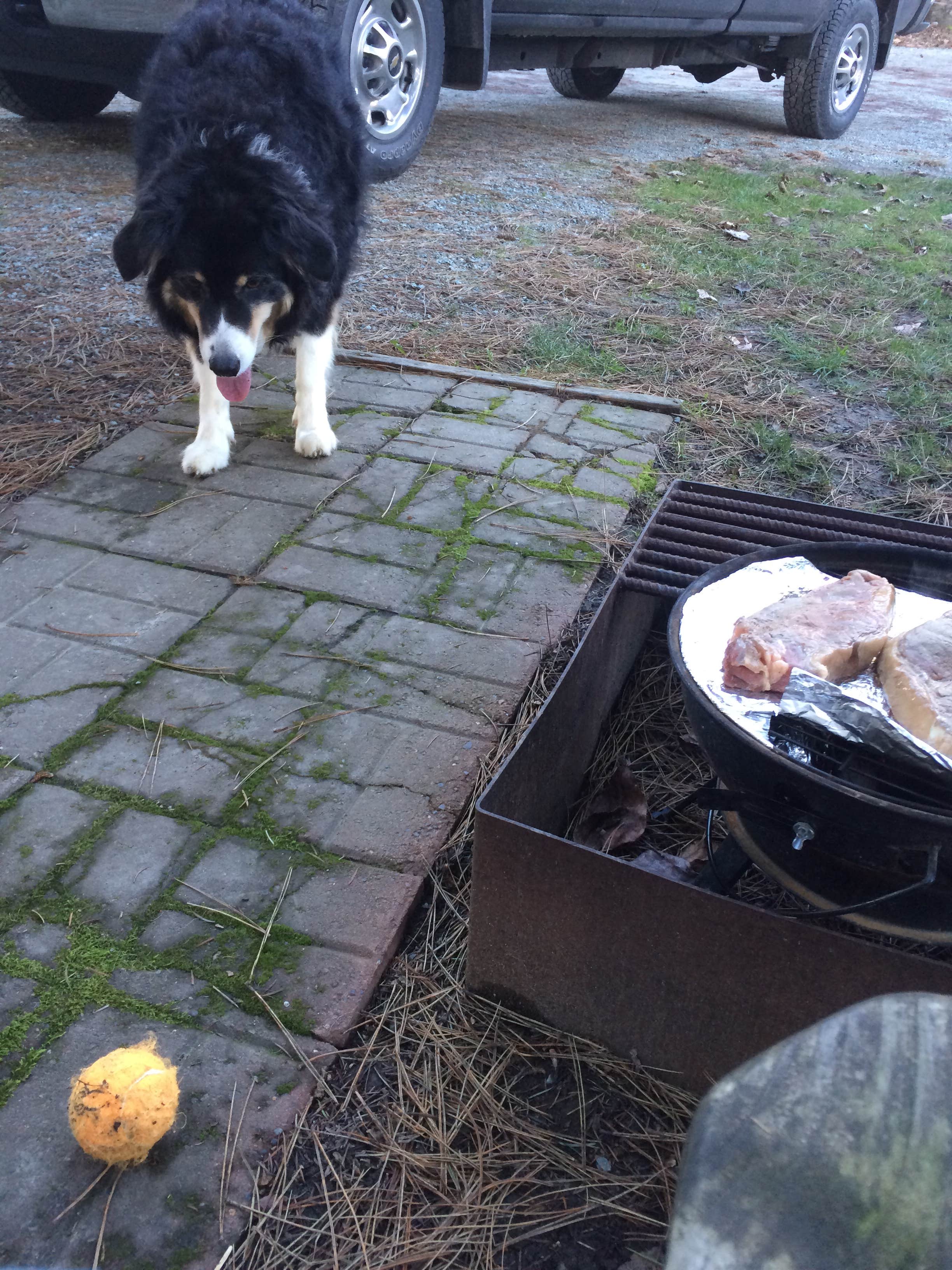 L S.'s photo of camping with pets at Burlington-Anacortes KOA near Bellingham, WA