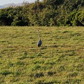 Review photo of Samuel P. Taylor State Park Campground by Lloyd G., November 26, 2021