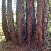 Review photo of Henry Cowell Redwoods State Park Campground by Lloyd G., November 26, 2021