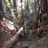 Review photo of Henry Cowell Redwoods State Park Campground by Lloyd G., November 26, 2021