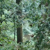 Review photo of Henry Cowell Redwoods State Park Campground by Lloyd G., November 26, 2021