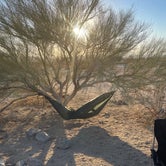 Review photo of Joshua Tree South - BLM Dispersed by Nick A., November 27, 2021