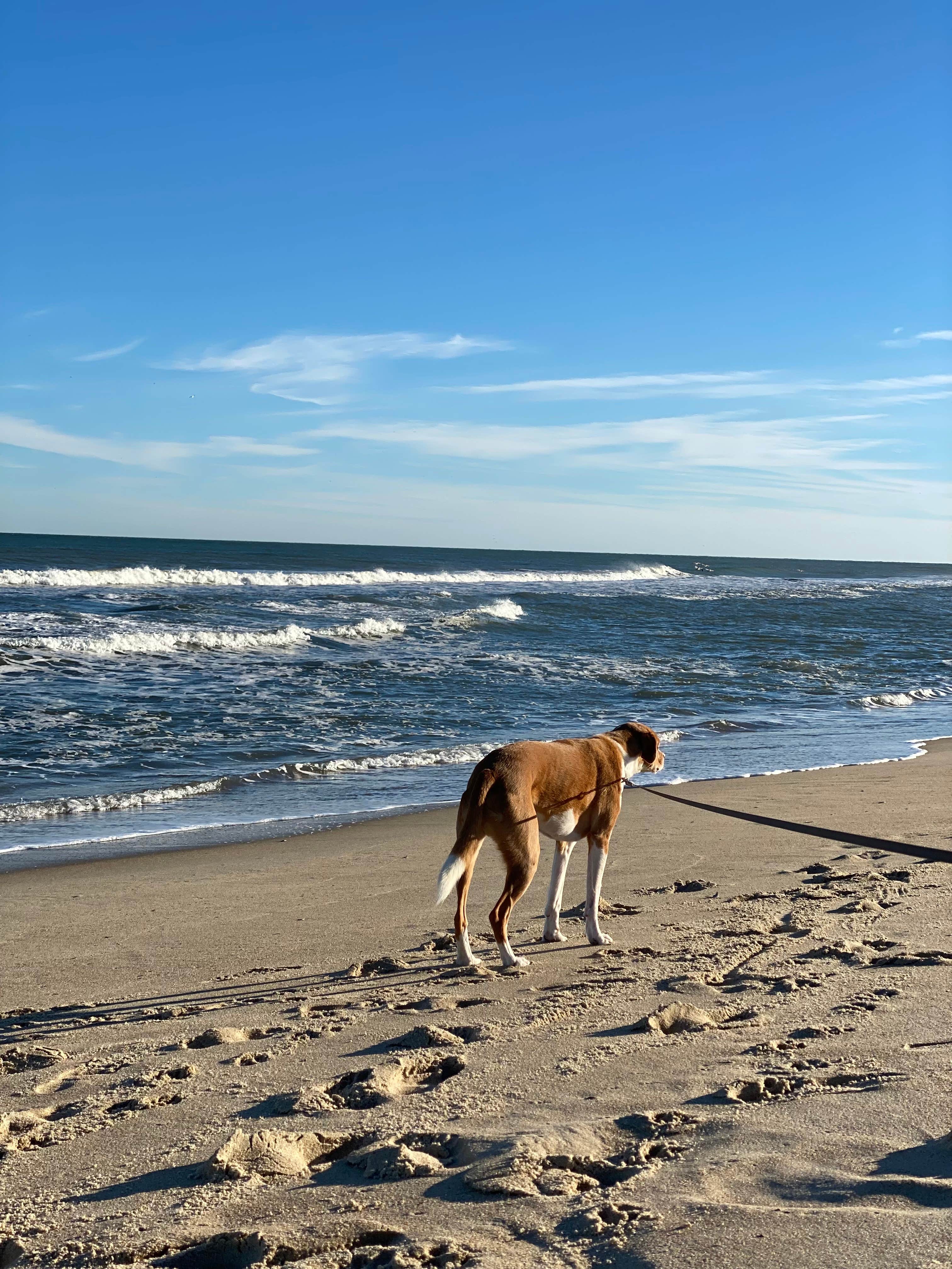 Justin P.'s photo of camping with pets at Oregon Inlet Campground — Cape Hatteras National Seashore near Frisco, NC