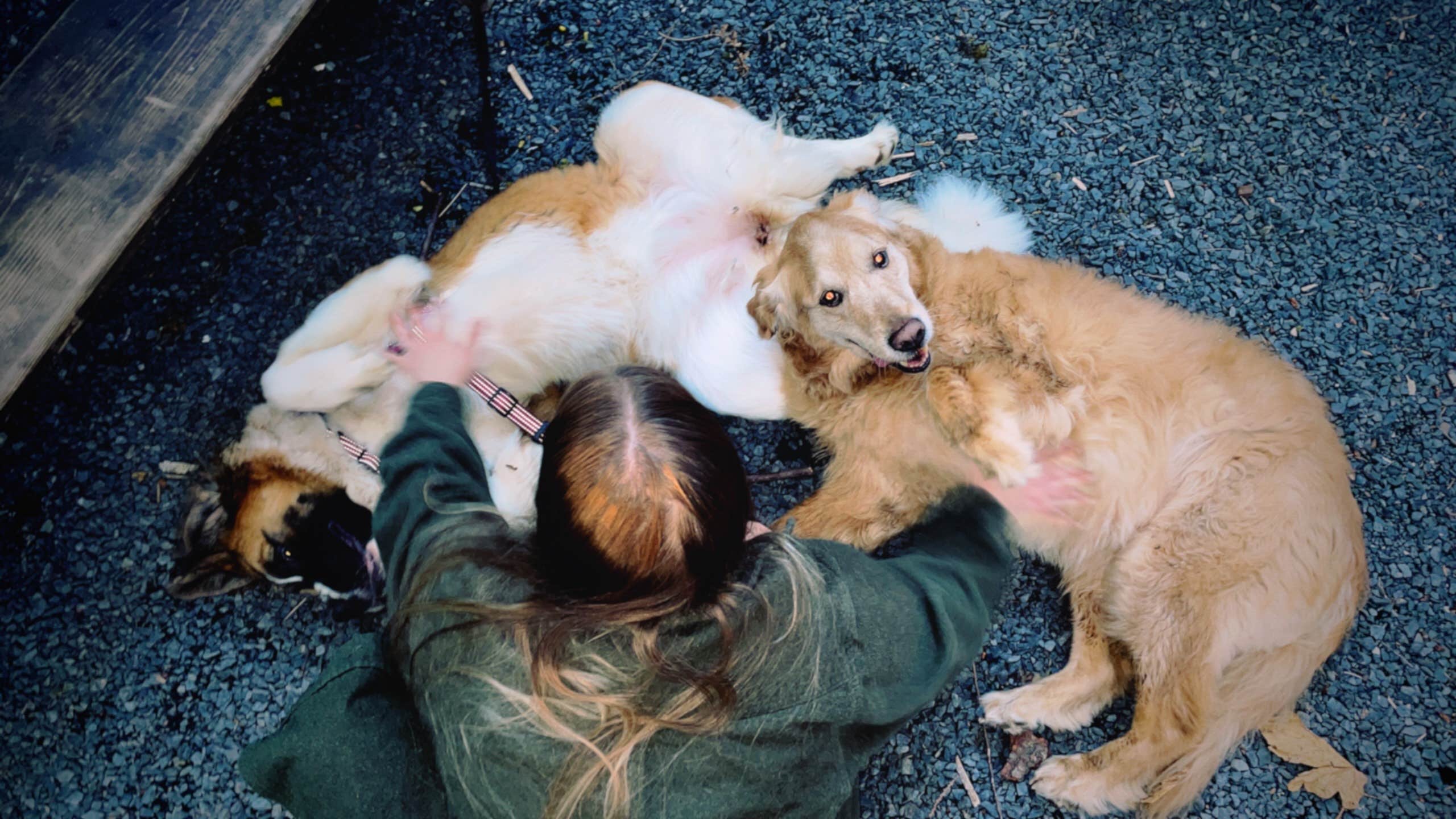 Jade P.'s photo of camping with pets at Rainbow Falls State Park Campground near Onalaska, WA