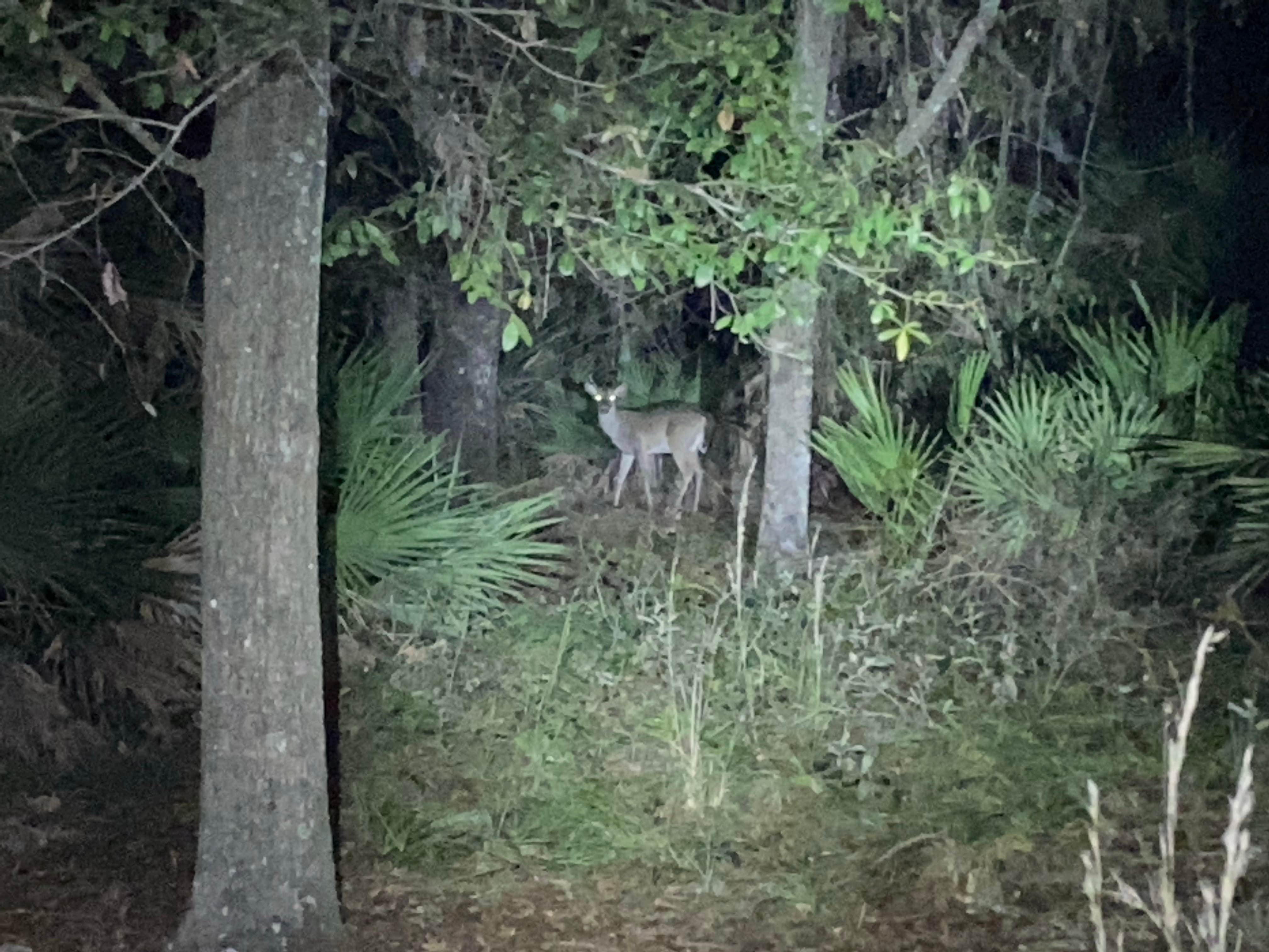 Jay B. Starkey Wilderness Park Camping | New Port Richey, FL