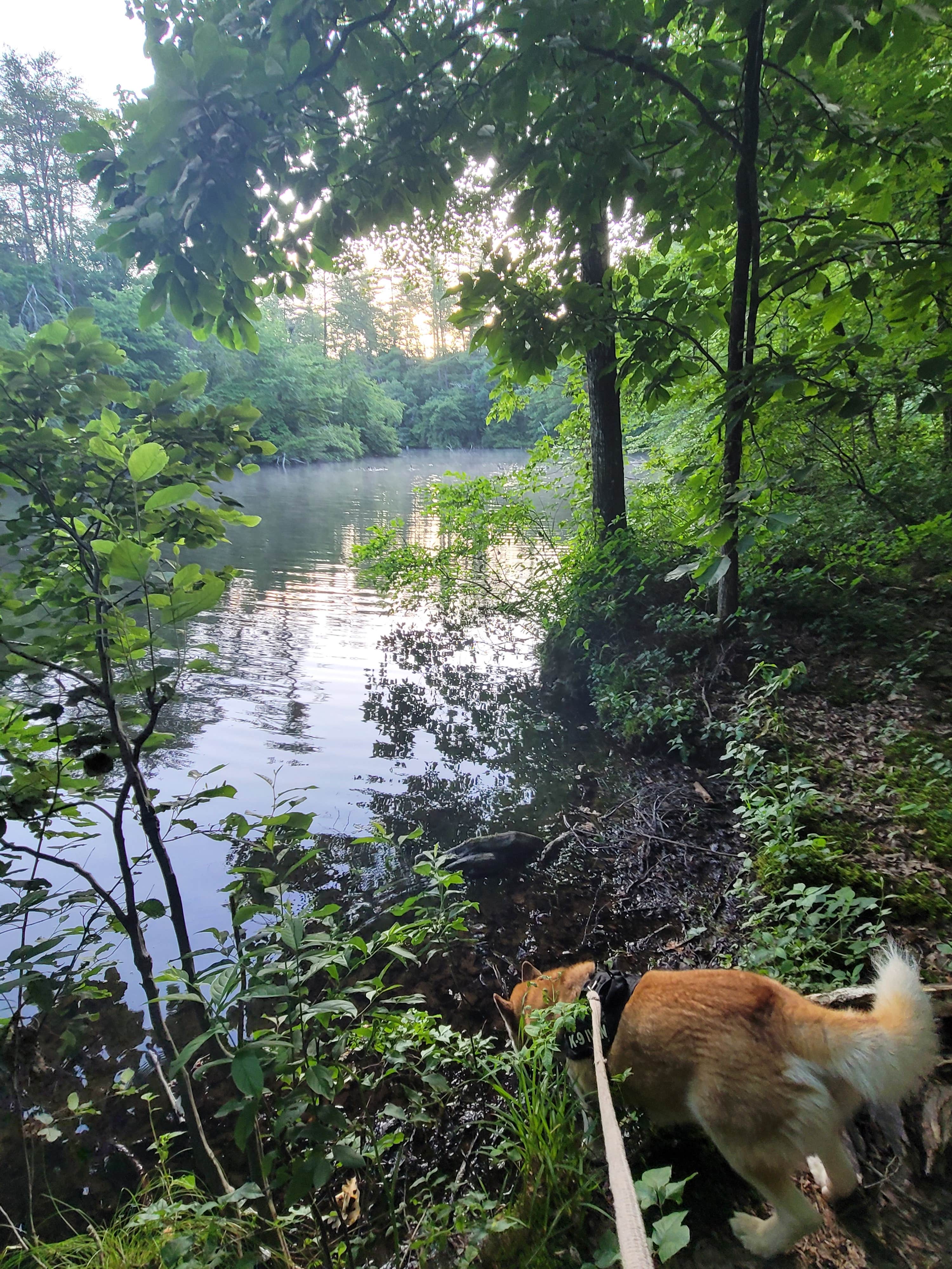 Kathie E.'s photo of camping with pets at Cumberland Mountain State Park Campground near Crab Orchard, TN