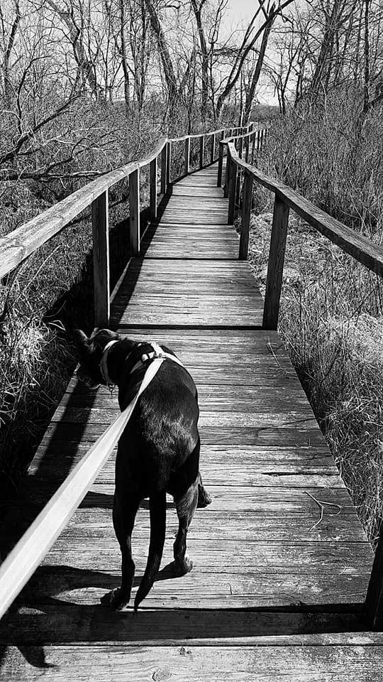 Camper submitted image from Patapsco Valley State Park-Hilton Area - 3