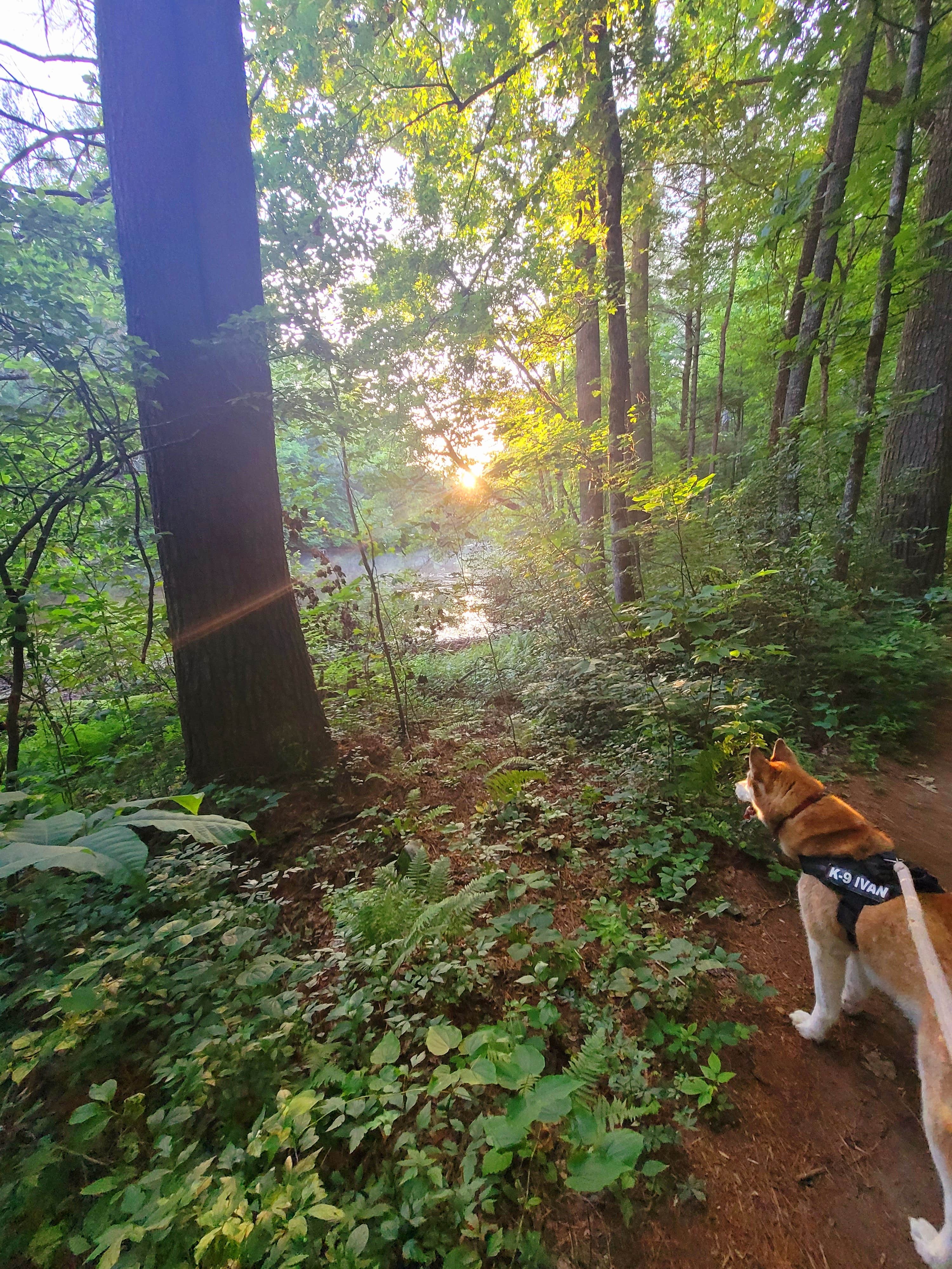 Kathie E.'s photo of camping with pets at Cumberland Mountain State Park Campground near Spring City, TN