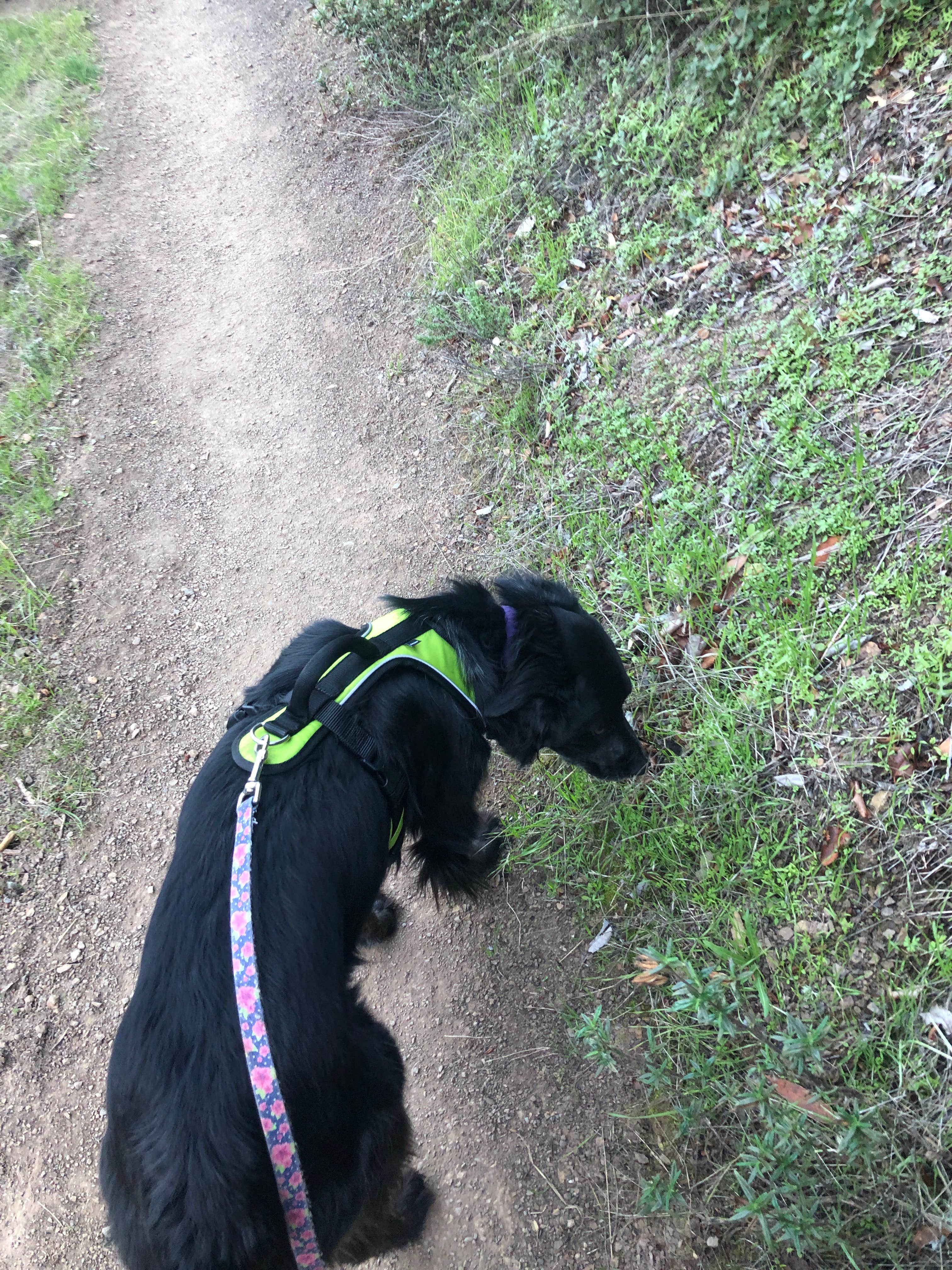 Matt L.'s photo of camping with pets at Cerro Alto Campground near Morro Bay, CA