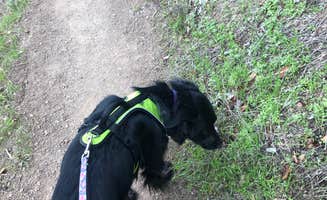 Matt L.'s photo of camping with pets at Cerro Alto Campground near Paso Robles, CA
