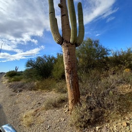 50 foot barrel cactus