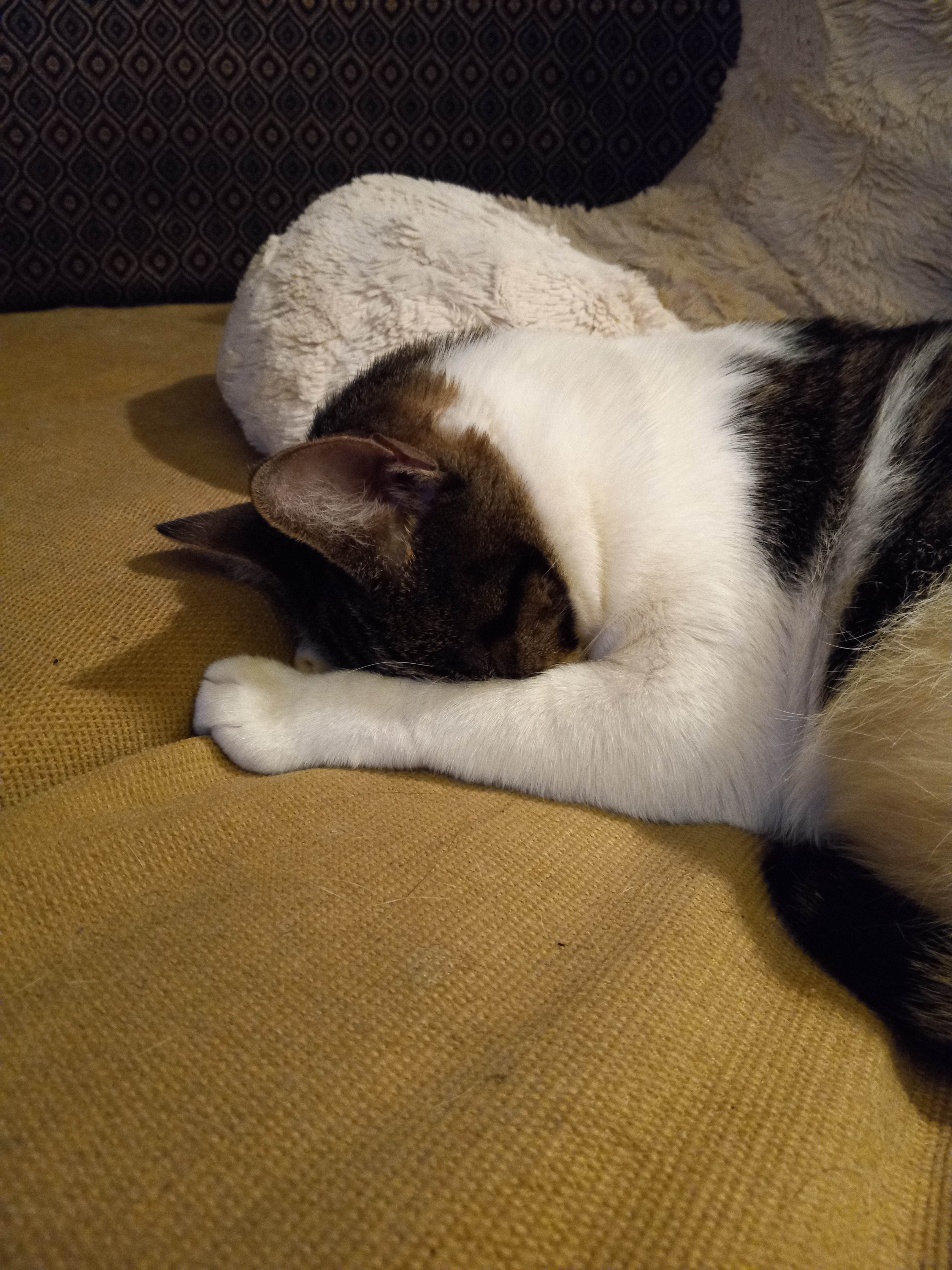 Michele H.'s photo of camping with pets at Snyder Hill BLM Camping Area near Arivaca, AZ