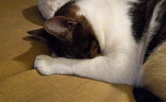 Michele H.'s photo of camping with pets at Snyder Hill BLM Camping Area near Arivaca, AZ