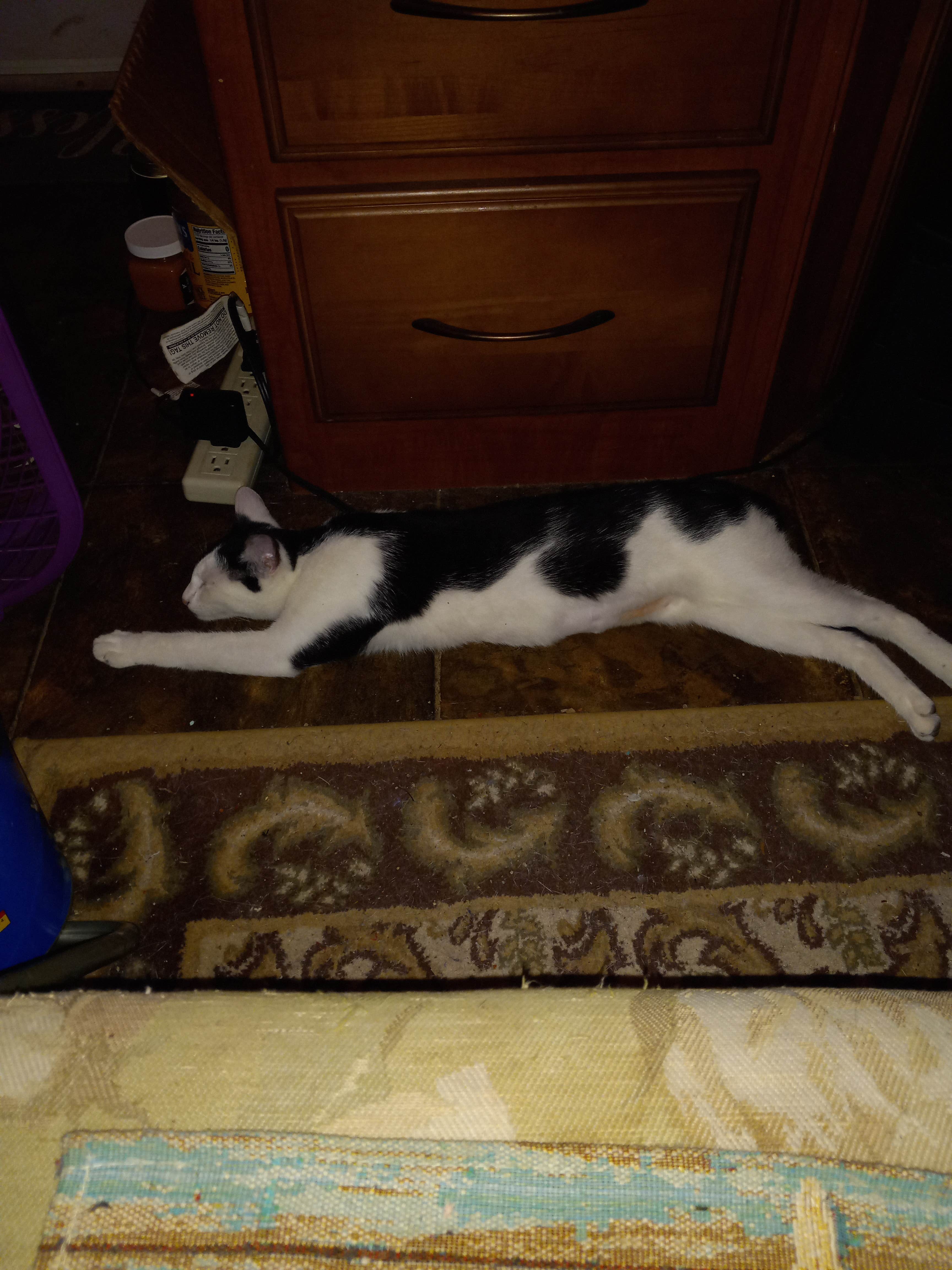 Michele H.'s photo of camping with pets at Snyder Hill BLM Camping Area near Tucson, AZ