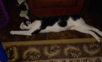 Michele H.'s photo of camping with pets at Snyder Hill BLM Camping Area near Arivaca, AZ