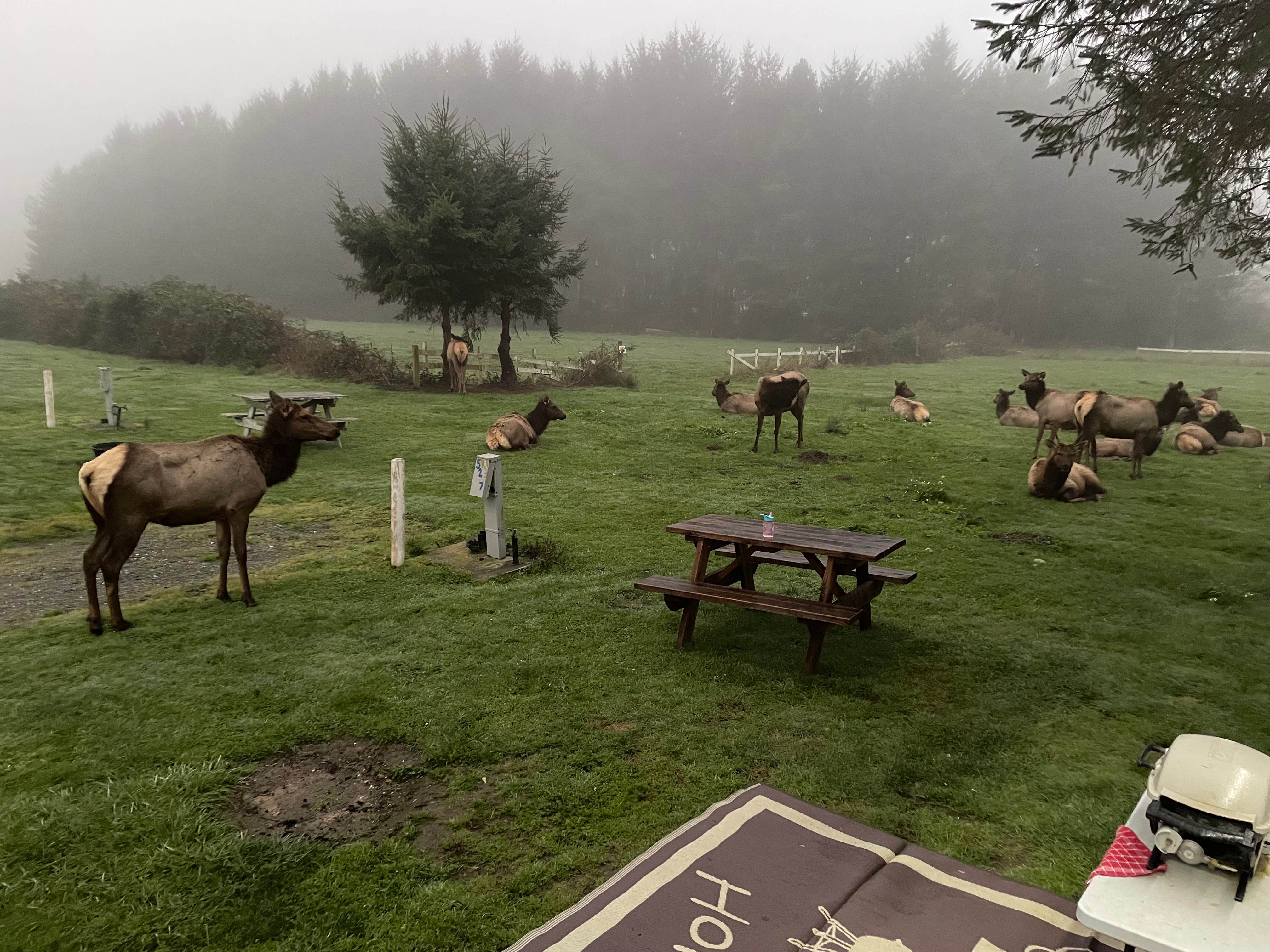 Erin S.'s photo of camping with a horse at Elk Country RV Resort & Campground near Crescent City, CA